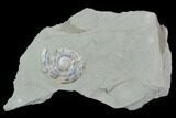1.8" Iridescent Ammonite (Psiloceras) - England - #130440-1